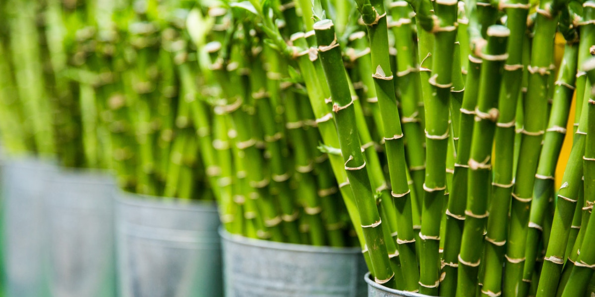 Bambus - ekologiczna alternatywa dla plastiku
