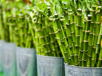 Bambus - ekologiczna alternatywa dla plastiku
