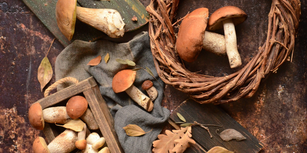 Jak zbierać grzyby, by odwdzięczyć się naturze za jej dary?