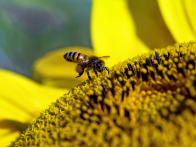 Jak wspierać ochronę pszczół?