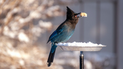 Dokarmianie ptaków w zimie - jak robić to dobrze?