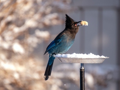 Dokarmianie ptaków w zimie - jak robić to dobrze?