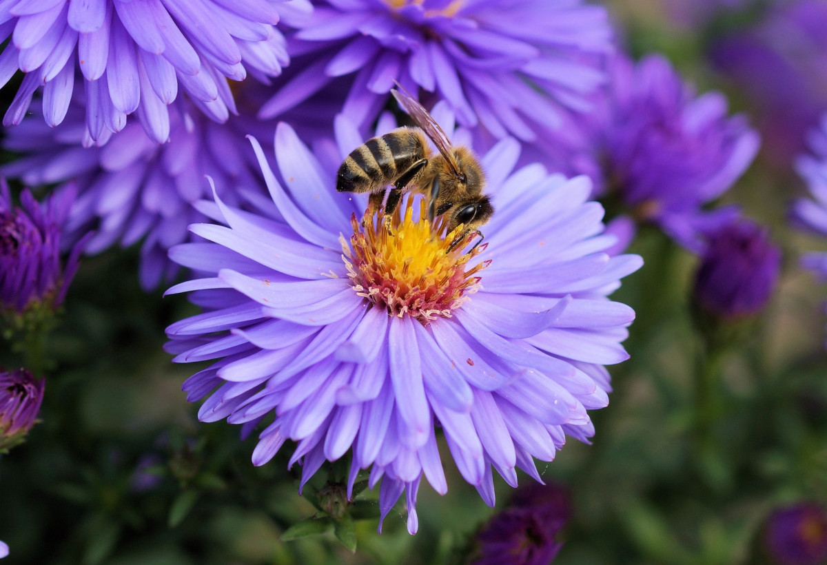Wysiew roślin miododajnych wspiera odbudowę populacji pszczół
