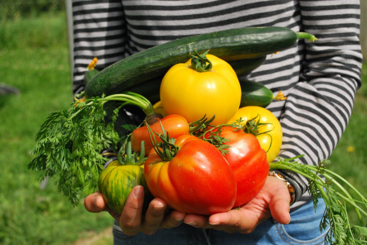 Własne warzywa nawożone naturalnie? Z kompostownikiem to proste!
